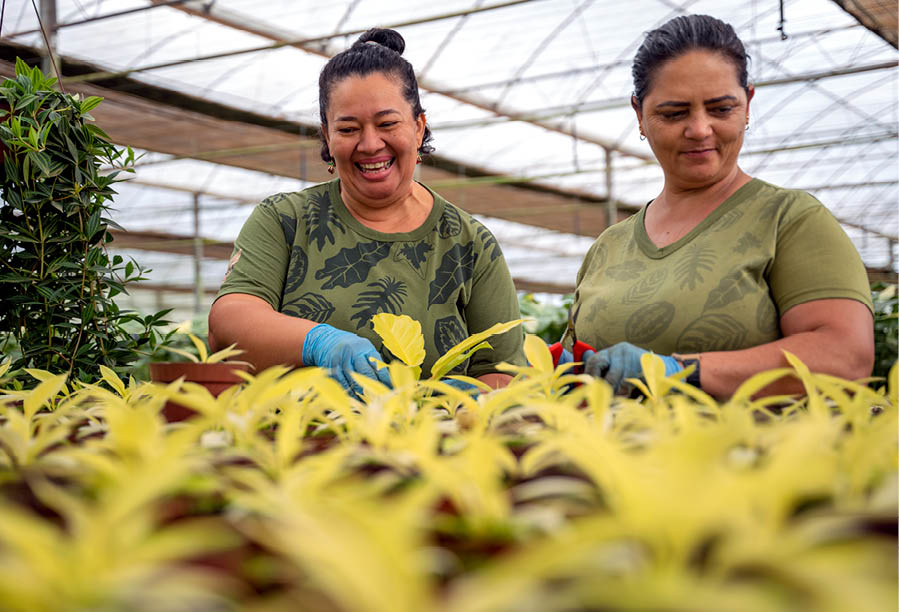 Holambra_SP 06 de Junho de 2025 OCB / VEILING Na imagem, as funcionarias Maria Aparecida (dir) e Martaildes Barros. Imagem: Alexandre Rezende / NITRO Historias Visuais