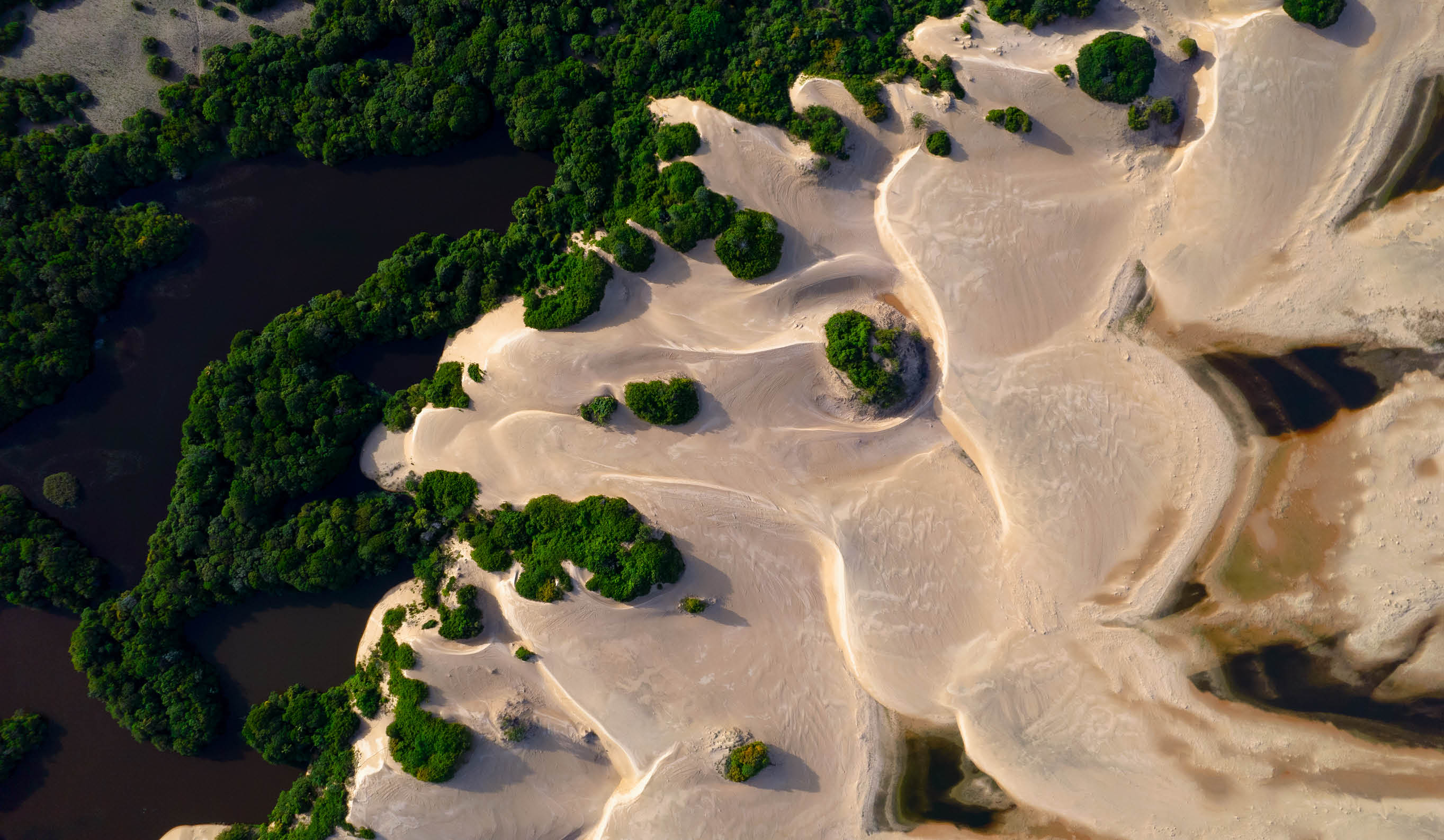 Piacabucu_AL, 16 de junho de 2025 OCB - COOPERATIVAS DO BRASIL: RETRATOS DE UM MUNDO MELHOR  COOPEARP (Cooperativa Ecoagroextrativista Aroeira de Piacabucu), reflorestamento e beneficiamento de plantas alimenticias silvestres da regiao da foz do rio Sao Francisco.  Dunas da Foz do Rio Sao Francisco.  Imagem: Douglas Magno / NITRO