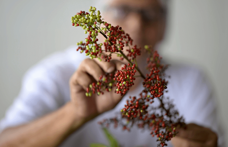 Piacabucu_AL, 16 de junho de 2025 OCB - COOPERATIVAS DO BRASIL: RETRATOS DE UM MUNDO MELHOR  COOPEARP (Cooperativa Ecoagroextrativista Aroeira de Piacabucu), reflorestamento e beneficiamento de plantas alimenticias silvestres da regiao da foz do rio Sao Francisco.  Separacao das sementes de Aroeira na sede da COOPEARP.  Imagem: Douglas Magno / NITRO