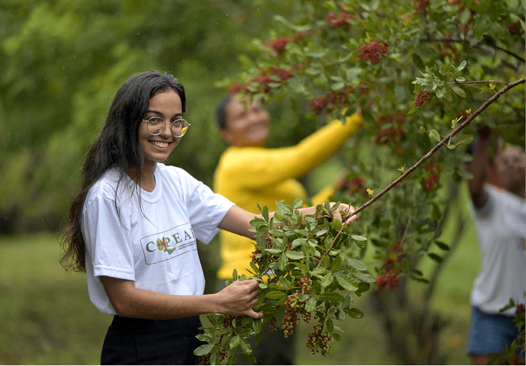 Piacabucu_AL, 16 de junho de 2025 OCB - COOPERATIVAS DO BRASIL: RETRATOS DE UM MUNDO MELHOR  COOPEARP (Cooperativa Ecoagroextrativista Aroeira de Piacabucu), reflorestamento e beneficiamento de plantas alimenticias silvestres da regiao da foz do rio Sao Francisco.  lasmim Silva Oliveira colhendo terminais de Aroeira em campo.  Imagem: Douglas Magno / NITRO