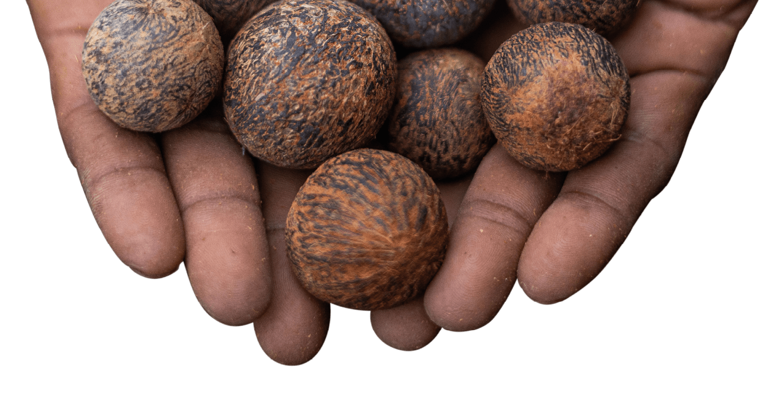 Boca do Acre_AM, 11 de junho de 2025 OCB  Cooperativa Agroextrativista do Mapia e Medio Purus (AMAZONIA COOPERAR)  Foto: JOAO MARCOS ROSA/NITRO