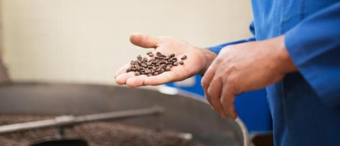 Coocafé lança novo programa de relacionamento e suporte técnico para cafeicultores.