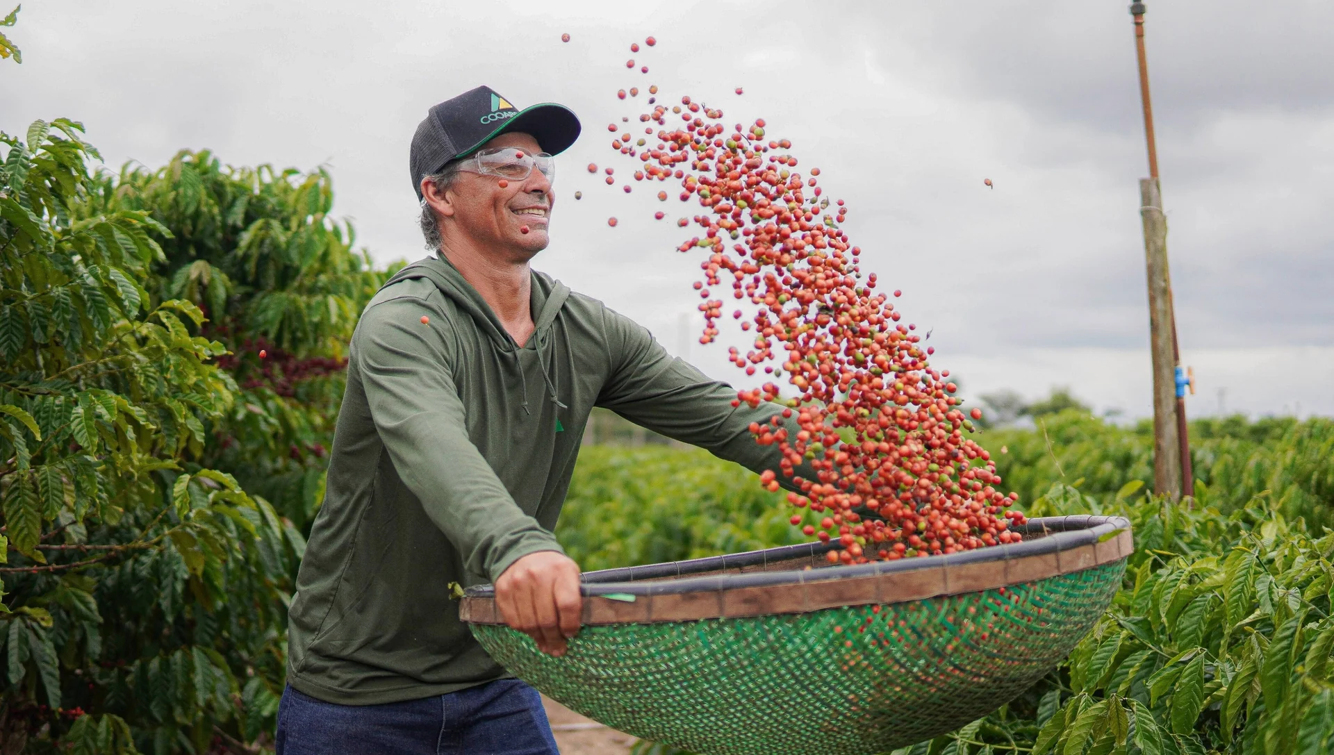 Dia Internacional do Café: como as cooperativas sustentam a produção no Brasil