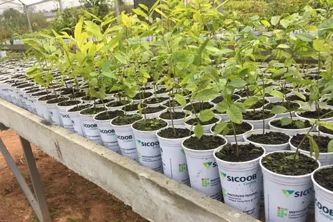 Projeto ambiental do Sicoob Credija completa um ano